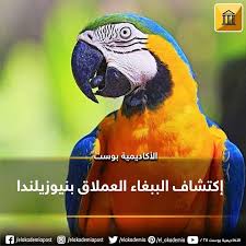 بوزن كيلو جرام وطول متر اكتشف الباحثون أول ببغاء عملاق في نيوزيلندا ففي موقع حفري بالقرب من سانت باتان في منطقة توجو الوسطى بالجزيرة ا parrot animals bird