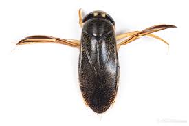 Image result for Isoglossa punctata