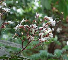 Image result for Clerodendrum umbellatum