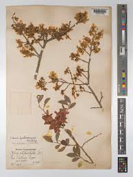 Image result for Ochna pretoriensis