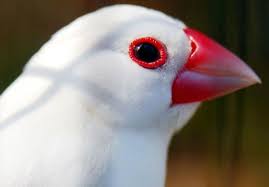 White Java Sparrow Mit Bildern Reisfinken Zebrafinken Finken
