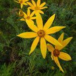 Image result for Bidens oligoflora