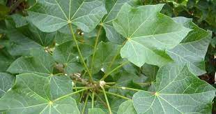 Castor bean, jarak berumah, jarak besar, castor oil plant, plama christi, koli, moy bean. Atasi Diare Hingga Demam Ini 7 Manfaat Daun Jarak Untuk Bayi Popmama Com