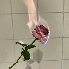 Dissonance aesthetic wallpapers aesthetic space cute wallpapers. Wallpaper Rose Grunge Aesthetic 736x736 Wallpaper Teahub Io
