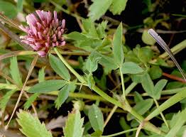 Image result for Trifolium wentzelianum