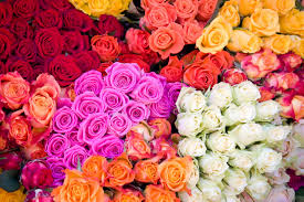Calgary store 6108 centre st s calgary, ab t2h 0c4. What Are The Cheapest Flowers To Buy In Bulk Blooms By The Box