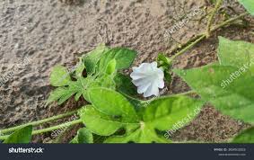 Image result for Ipomoea pes-tigridis