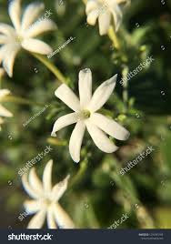 Image result for Jasminum fluminense