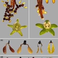 Image result for Cynanchum obtusifolium