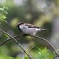 Urban Bird Count