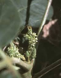 Image result for Lannea schimperi