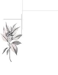 Image result for Laurembergia tetrandra