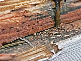 Do Termites Eat Plywood? – Chem Free