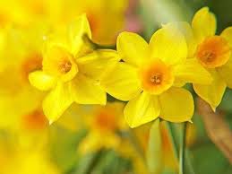 Pin On Gardening Flowers