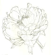 Flower Illustration Peony Drawing Flower Drawing Flower Sketches