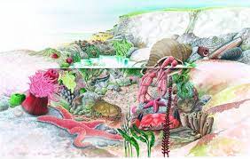 Nature Illustration Rock Pool Rock Pools