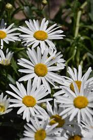 Offering same day flower delivery in milwaukee, avas flowers is a professional family owned and operated florist. Lucille Grace Shasta Daisy Leucanthemum X Superbum Lucille Grace In Milwaukee Racine Waukesha Green Bay Oconomowoc Wisconsin Wi At Stein S Garden Home