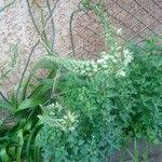 Image result for Albuca virens