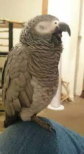 340 African Grey Parrots Ideas In 2021 African Grey Parrot African Grey Parrot