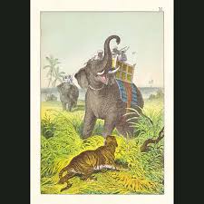 Royal Tiger & Elephant. Fine art print.