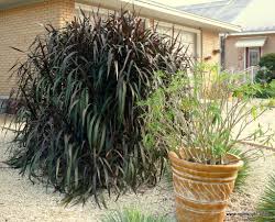 We did not find results for: Pennisetum Princess Caroline Zone8 Ornamental Grasses Outdoor Gardens Planting Flowers