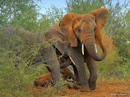 Download Elephant Trunks Can Suck Water At 330 Miles Per Hour Smart News Smithsonian Magazine