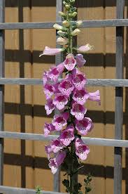 Foxglove 'dalmatian mixed' are hardy biennials and grow well in full sun, or partial shade, flowering between may and july. Common Foxglove Digitalis Purpurea In Jacksonville Fernandina Beach Florida Fl At Liberty Landscape Supply