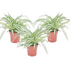 Image result for Chlorophytum anceps