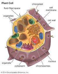 We did not find results for: Vacuole Definition Structure Function Facts Britannica