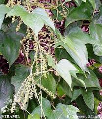 Image result for Dioscorea dregeana
