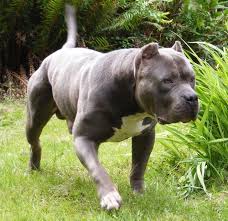 Xxl Blue Pitbulls Biggest Pitbull Puppies Kennel Pitbull Puppies Bully Breeds Dogs Pitbull Terrier