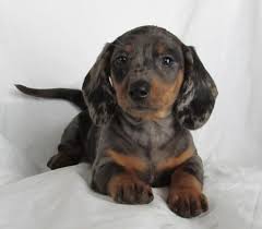 Smooth Silver Dapple Dapple Dachshund Silver Dapple Dachshund Dachshund Breeders