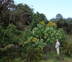 Image result for Solanecio