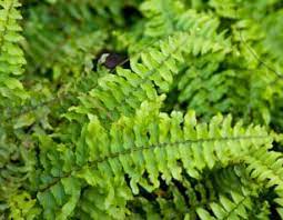Studies are ongoing on the biological control of the old world climbing fern. Getting Rid Of Ferns Bcliving