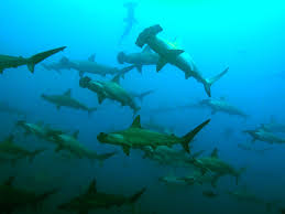 Malpelo Dive Travel Guide Malpelo Liveaboards And