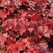 Heuchera Cajun Fire From Santa Rosa Gardens Coral Bells Heuchera Coral Bells Heuchera Coral Bells