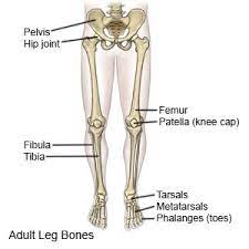 The lower leg is comprised of two bones, the tibia and the smaller fibula. Leg Fracture What You Need To Know