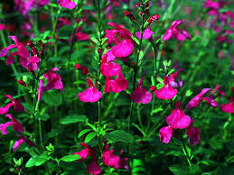 Image result for Sebaea microphylla