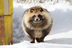 たぬき おしゃれまとめの人気アイデア pinterest エディン 動物 可愛すぎる動物 可愛い 動物