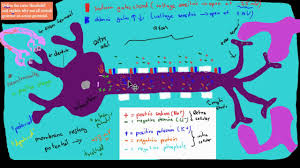C 7 4 Action Potential Threshold Hsc Biology Youtube