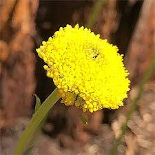 This craspedia is the perfect addition to any arrangement for a spot of color disappointed in damages. Billy Buttons Craspedia Globosa Nurseries Online