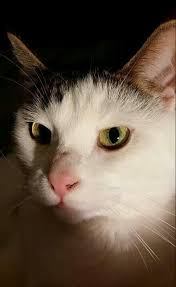 Why Do Some Cats Purr Louder Than Others In 2020 Cats Cat Purr Purring