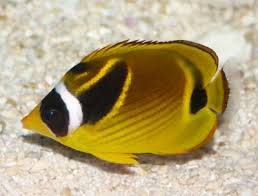 Raccoon Butterflyfish Chaetodon Lunula Halfmoon Butterflyfish