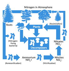 What Are The 4 Steps Of Nitrogen Cycle Earth How
