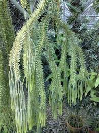 Image result for Huperzia