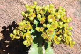 Image result for Blepharis swaziensis