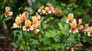 All of these species of cacti have individual growing needs, but they all share similarities in how to care for them. How To Grow And Care For Peruvian Lilies