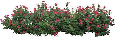 Bush Png Image Plant Images Annual Plants Flower Garden Plants