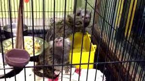 Hot promotions in monkey pet on aliexpress: Pocket Monkey In India Youtube