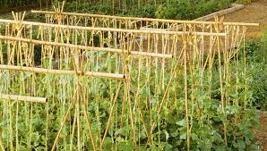 How to use bamboo stakes for garden. Bamboo Structures For The Garden Gardener S Supply